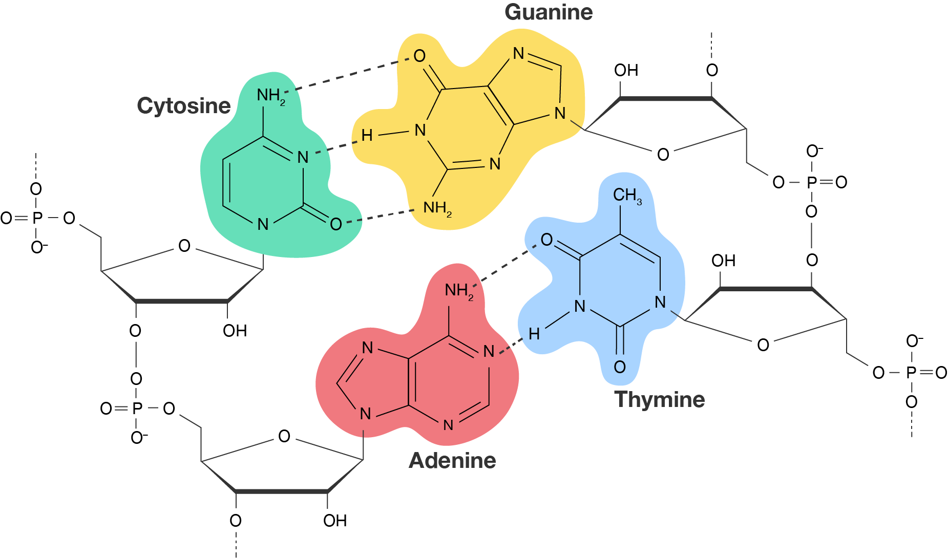 A segment of double-stranded DNA. The cytosine nucleotide pairs with a guanine nucleotide via three hydrogen bonds. The adenine nucleotide pairs with a thymine nucleotide via two hydrogen bonds.